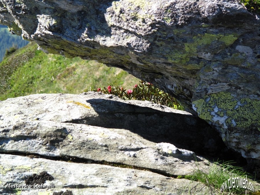 05 Rododenri tra le rocce.jpg - 05 Rododendri tra le rocce